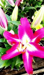 Close-up of flower growing outdoors