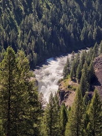 High angle view of pine trees in forest