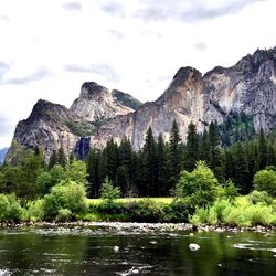 Low angle view of trees on mountain against sky