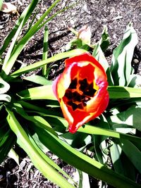 Close-up of red rose flower