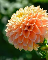 Close-up of orange dahlia