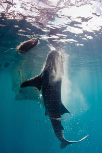 Whale shark swimming underwater