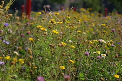 Close-up of yellow flowering plants on field