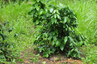Close-up of vegetables on field
