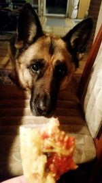 Close-up portrait of dog relaxing at home