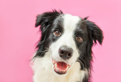 Funny puppy dog border collie isolated on pink background. pet care and animals concept