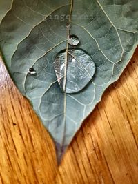 Close-up of dry leaf