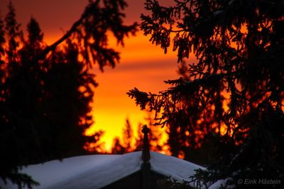 Silhouette trees against orange sky during sunset