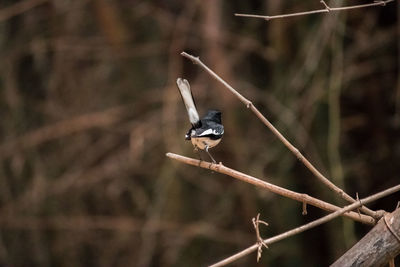 Close-up of bird perching on twig
