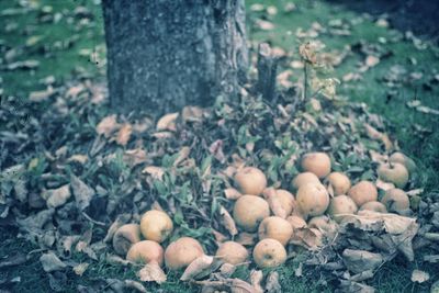 Close-up of fresh fruits on field