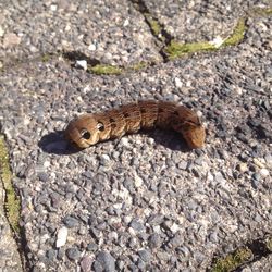 High angle view of lizard on field