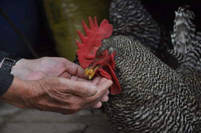 Cropped hands feeding chicken