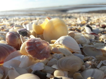 Close-up of shells on beach