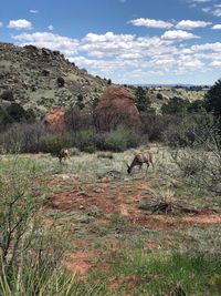 View of horse on field against sky