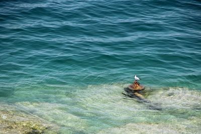 High angle view of man swimming in sea