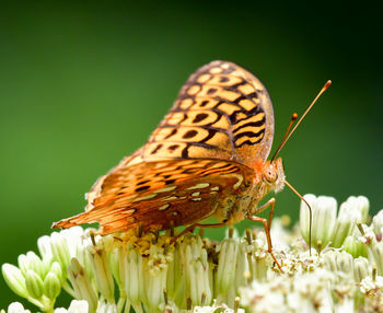 Close-up of butterfly pollinating on flower