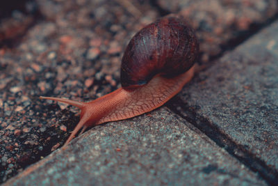 Close-up of snail