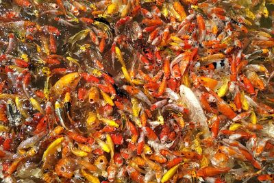 High angle view of fish swimming in sea