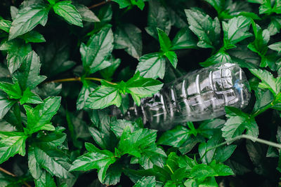 High angle view of fresh green leaves