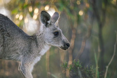 Portrait of eastern grey kangaroo. 