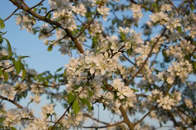 Low angle view of cherry blossoms against sky