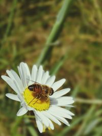 Close-up of insect on flower