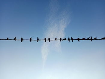 Birds on wire