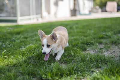 Dog running on field