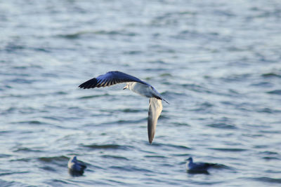 Bird flying over sea