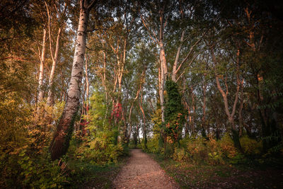 Trees growing in forest during autumn