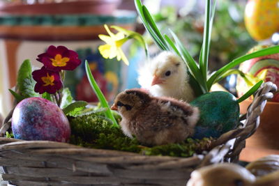 Close-up of birds in nest