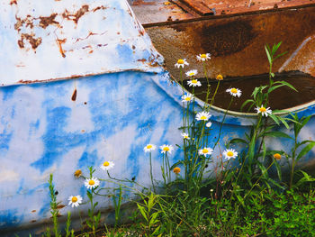 Scenic view of flowering plants on field