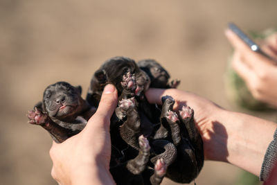 Three newborn puppies of labrador retriever. close-up of hand holding puppies. first day life