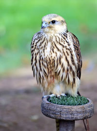 Close-up portrait of owl