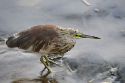 Bird on lake