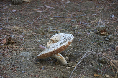 High angle view of mushroom on field