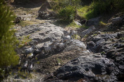 View of an animal on rock