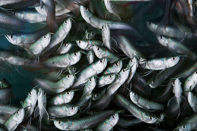 Full frame shot of fishes for sale in market