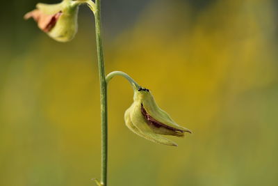 Close-up of green insect on yellow flower