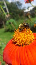 Close-up of honey bee on orange flower