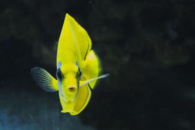 Close-up of yellow fish swimming in water