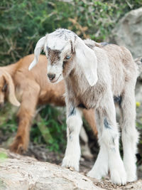 Kid goat on rock