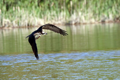 Bird flying over lake