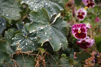 Close-up of water drops on leaves