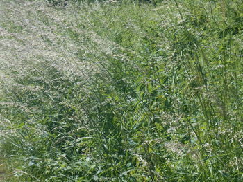 plant