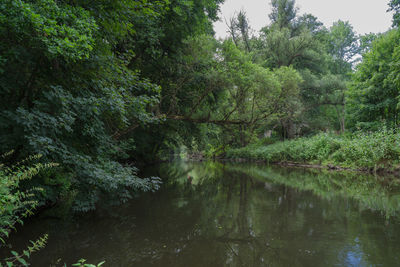 Scenic view of lake in forest