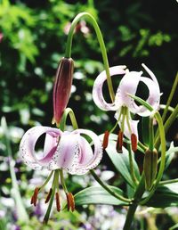 Close-up of flowers