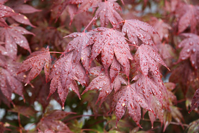 Close-up of wet leaves on plant during autumn