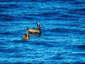 Swan swimming in blue water