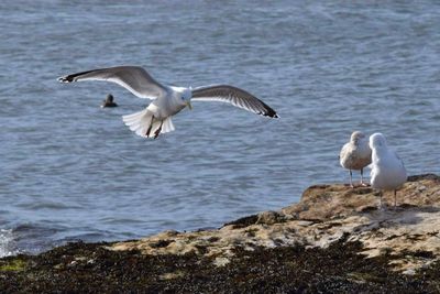 Seagulls flying over sea
